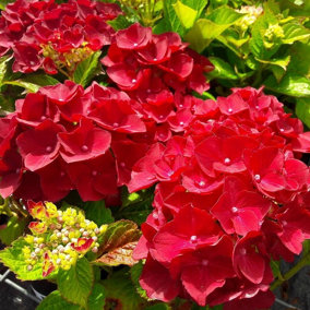 Hydrangea macrophylla 'Red Baron' In 2L Pot With Stunning Flowers