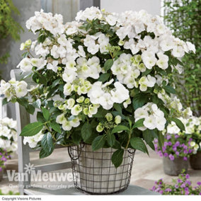 Hydrangea macrophylla Runaway Bride (13cm Potted Plant) 1 Litre Potted Plant x 1