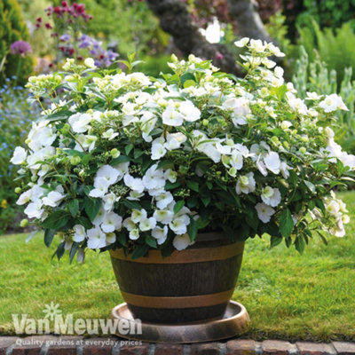 Hydrangea macrophylla Runaway Bride (13cm Potted Plant) 1 Litre Potted Plant x 1
