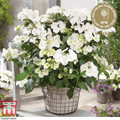 Hydrangea macrophylla Runaway Bride (13cm Potted Plant) 1 Litre Potted Plant x 2