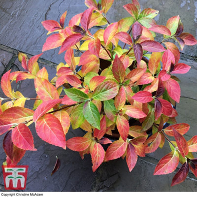 Hydrangea macrophylla Runaway Bride (13cm Potted Plant) 1 Litre