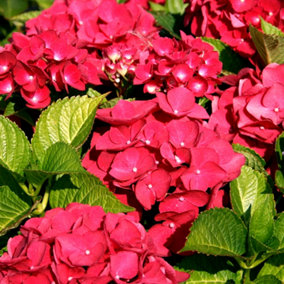 Hydrangea macrophylla Teller Red Garden Plant - Red Mophead Flowers, Compact Size, Hardy (15-30cm Height Including Pot)