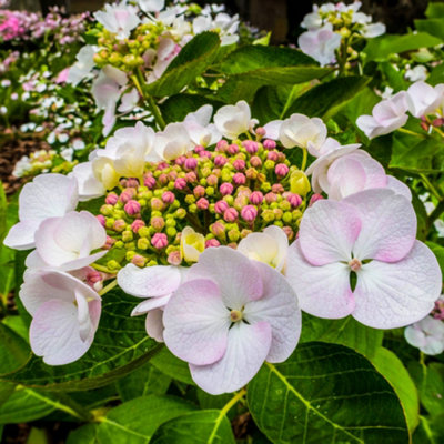 Hydrangea macrophylla Teller White Garden Plant - White Mophead Flowers ...