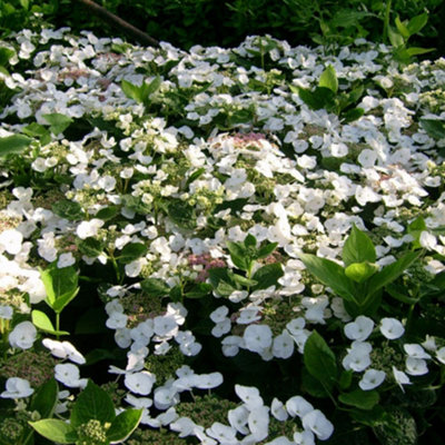 Hydrangea macrophylla Teller White Garden Plant - White Mophead Flowers, Compact Size, Hardy (15-30cm Height Including Pot)