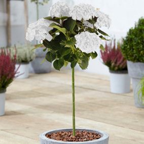Hydrangea Macrophylla White Patio Tree - Stunning Variety, Ideal for UK Gardens, Compact Size (2-3ft)