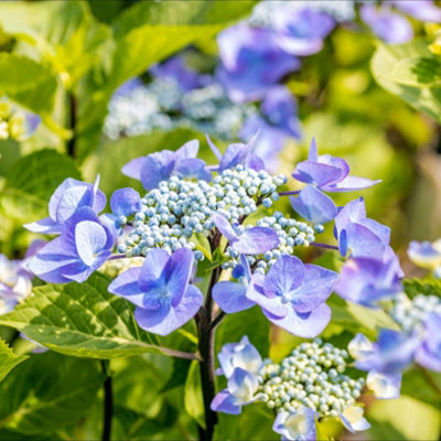 Hydrangea macrophylla Zorro 9cm Potted Plant x 1