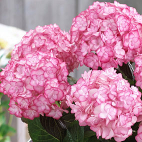 Hydrangea Miss Saori Garden Plant - Lovely Pink Mophead Blooms, Compact Size (10-30cm Height Including Pot)