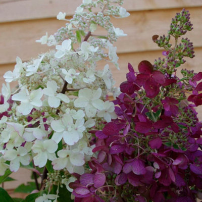 Hydrangea paniculata Candelight 9cm Potted Plant x 2