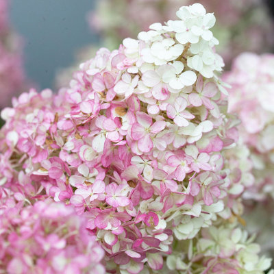Hydrangea paniculata Collection 3 x 9cm