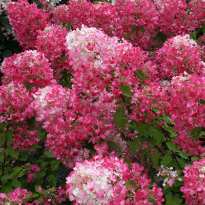 Hydrangea paniculata Diamant Rouge in a 7/9cm Pot