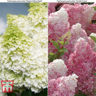 Hydrangea paniculata Duo - 2 Potted Plants