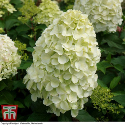 Hydrangea paniculata Hercules 9cm Pot x 2