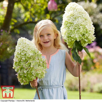 Hydrangea paniculata Hercules 9cm Pot x 2