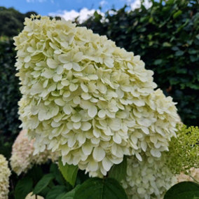 Hydrangea paniculata 'Limelight' In 2L Pot With Stunning Conical Flowers 3FATPIGS