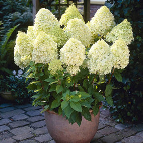 Hydrangea paniculata 'Limelight' in a 9cm pot