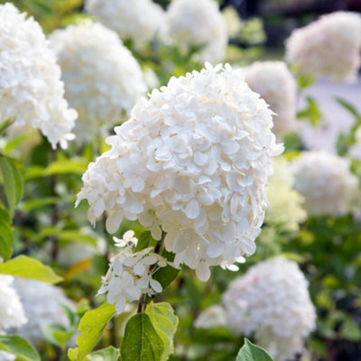 Hydrangea paniculata 'Limelight' in a 9cm pot
