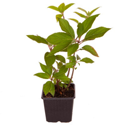 Hydrangea paniculata 'Limelight' in a 9cm pot - 3