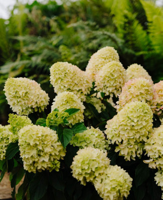 Hydrangea paniculata Little Fresco - A show of Vibrant Blooms - Supplied in 9cm pots