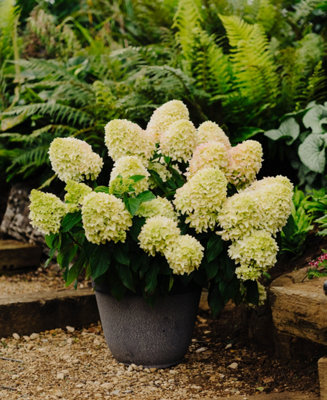 Hydrangea paniculata Little Fresco - A show of Vibrant Blooms - Supplied in 9cm pots