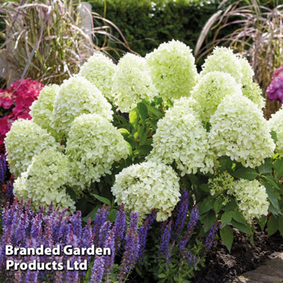 Hydrangea paniculata Little Spooky 9cm Potted Plant x 1