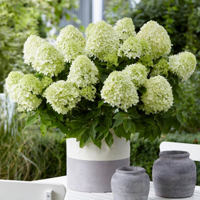 Hydrangea Paniculata Little Spooky Garden Shrub - Compact and Elegant Outdoor Plant (15-30cm Height Including Pot)