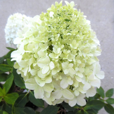 Hydrangea Paniculata Little Spooky Garden Shrub - Compact and Elegant Outdoor Plant (15-30cm Height Including Pot)