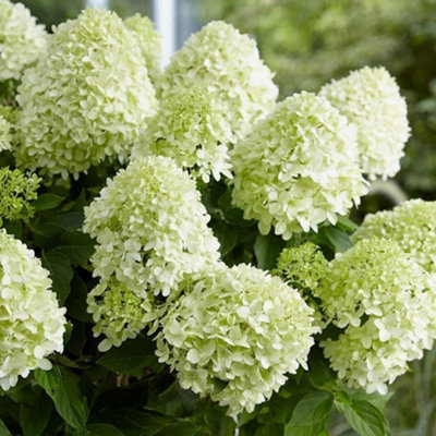 Hydrangea Paniculata Little Spooky Garden Shrub - Compact and Elegant Outdoor Plant (15-30cm Height Including Pot) - 3