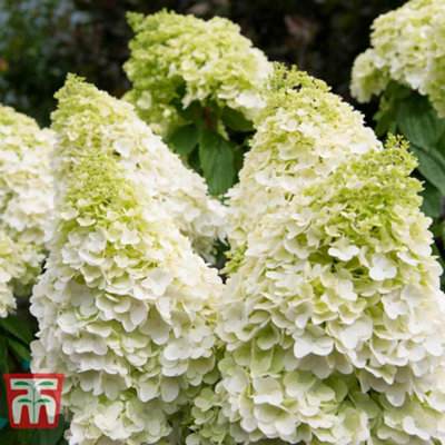 Hydrangea paniculata Magical Moonlight 9cm Pot x 3