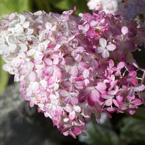 Hydrangea paniculata 'Pink Diamond' In 1.5L Pot With Stunning Conical Flowers 3FATPIGS