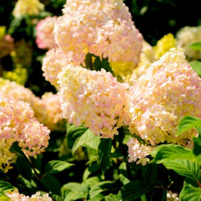 Hydrangea paniculata 'Pink Lady' In 2L Pot With Stunning Cone shaped Flowers 3FATPIGS