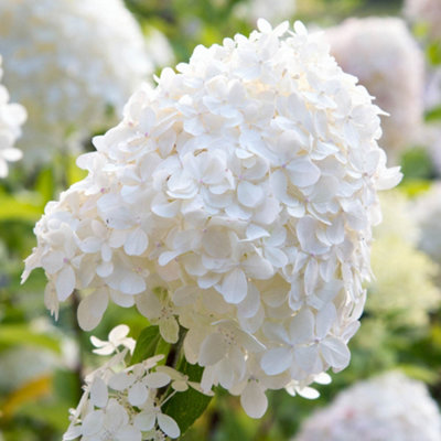 Hydrangea paniculata Silver Dollar in a 7/9cm Plant Pot White Hydrangea Plants Outdoor Plants for Gardens