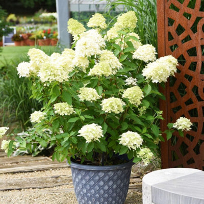 Hydrangea paniculata Skyfall 3 Litre Potted Plant x 1