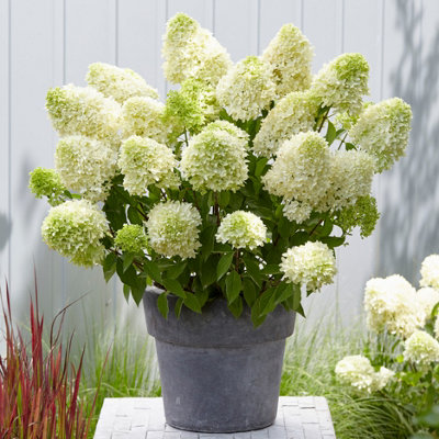 Hydrangea paniculata Skyfall in a 3L Pot