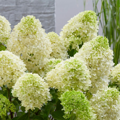 Hydrangea paniculata Skyfall in a 3L Pot