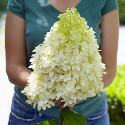 Hydrangea paniculata Skyfall in a 3L Pot
