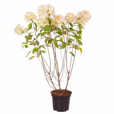 Hydrangea paniculata Skyfall in a 3L Pot