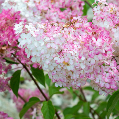 Hydrangea paniculata Sundae Fraise in 9cm Pots (Pack of 2)