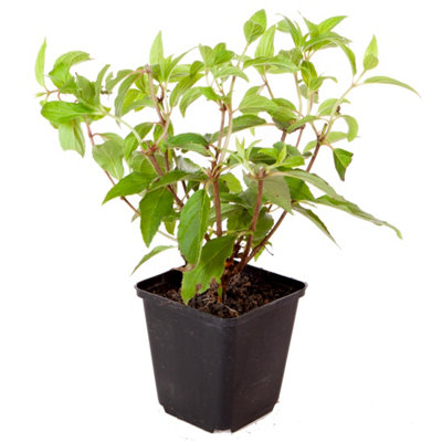 Hydrangea paniculata Sundae Fraise in 9cm Pots (Pack of 2) - 4