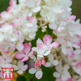 Hydrangea paniculata Tickled Pink 10 Litre Potted Plant x 1