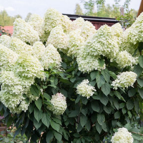 Hydrangea paniculata 'Unique' 1.5L Pot, With Stunning Conical Flowers 3FATPIGS