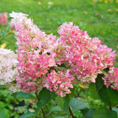 Hydrangea paniculata 'Vanille Fraise' in a 17cm Pot