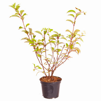 Hydrangea paniculata 'Vanille Fraise' in a 17cm Pot - 4
