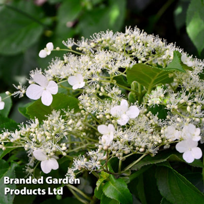 Hydrangea Petiolaris - 9 Litre Potted Plant x 1 - RHS Award of Garden ...