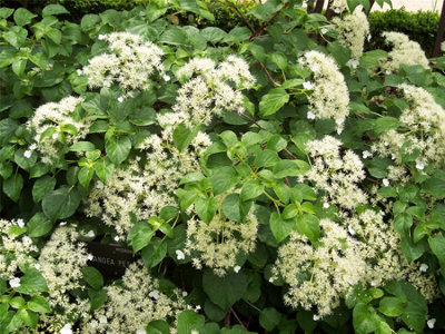 Hydrangea Petiolaris Climbing Hydrangea Plant 5ft Extra Large Supplied in a 7.5 Litre Pot