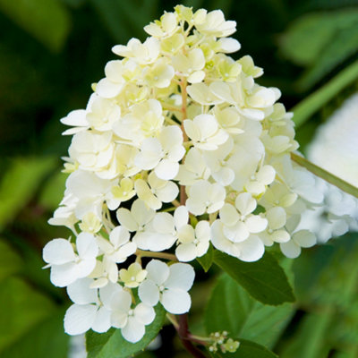 Hydrangea Phantom Garden Plant - Dramatic White Blooms, Compact Size (20-30cm Height Including Pot)