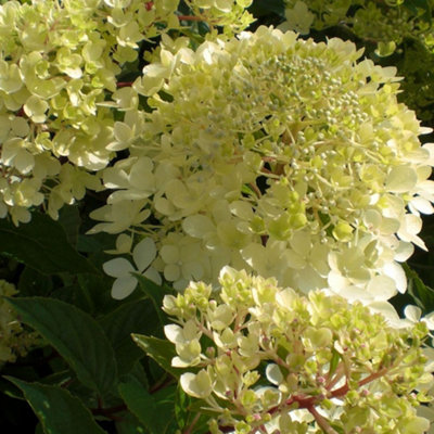 Hydrangea Phantom Garden Plant - Dramatic White Blooms, Compact Size (20-30cm Height Including Pot)