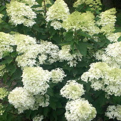 Hydrangea Phantom Garden Plant - Dramatic White Blooms, Compact Size (20-30cm Height Including Pot)