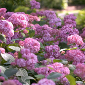 Hydrangea Pink Annabelle 3 Litre Potted Plant x 1