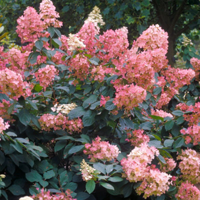 Hydrangea Pink Diamond Garden Plant - Elegant Pink Blooms, Compact Size (20-30cm Height Including Pot)