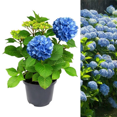 Hydrangea Plant Blue - Large Hydrangea Macrophylla - 50-60cm in Height